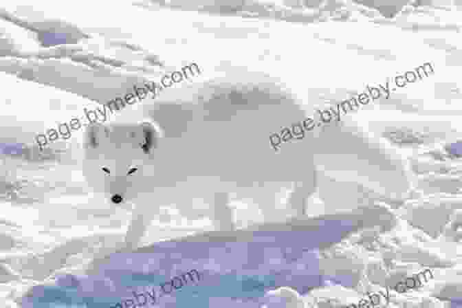 A Breathtaking Image Of An Arctic Fox, Its Fur Perfectly Camouflaged Against The Icy Backdrop. In The Eye Of The Wild