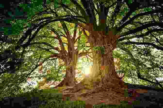 A Group Of Ancient Trees Forming A Circle How The Trees Got Their Voices