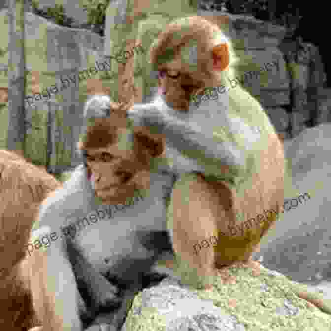 A Heartwarming Image Of Primates Grooming Each Other, Their Faces Expressing Contentment. In The Eye Of The Wild