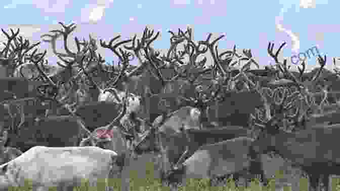 A Herd Of Reindeer Grazing Peacefully Along The Trail Trekking The Kungsleden: The King S Trail Through Northern Sweden (Cicerone Trekking Guides)