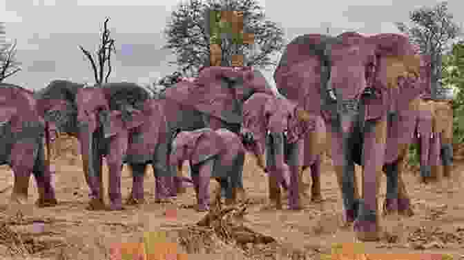 A Majestic Image Of An Elephant Herd Crossing A River, Their Trunks Raised In Unison. In The Eye Of The Wild