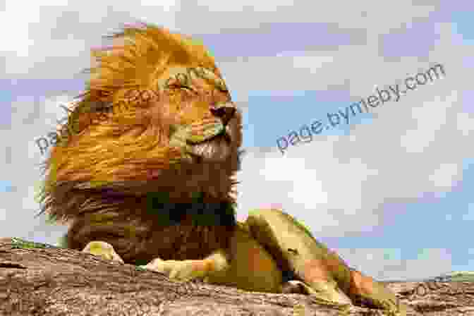 A Stunning Photograph Of A Roaring Lion, Its Mane Flowing In The Wind. In The Eye Of The Wild