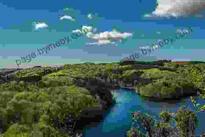 A Thriving Forest Under A Bright Blue Sky How The Trees Got Their Voices