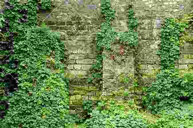 An Ancient Indigenous Ruin, With Crumbling Stone Walls And Overgrown Vegetation. In The High Sierra Of Guerrero