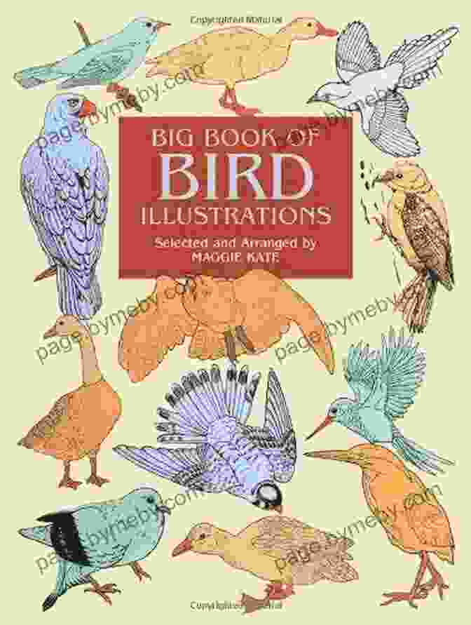 Big Bird Illustration 1 Big Of Bird Illustrations (Dover Pictorial Archive)