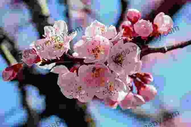 Close Up Of A Cherry Blossom Tree With Brown And Withered Leaves The Sakura Obsession: The Incredible Story Of The Plant Hunter Who Saved Japan S Cherry Blossoms