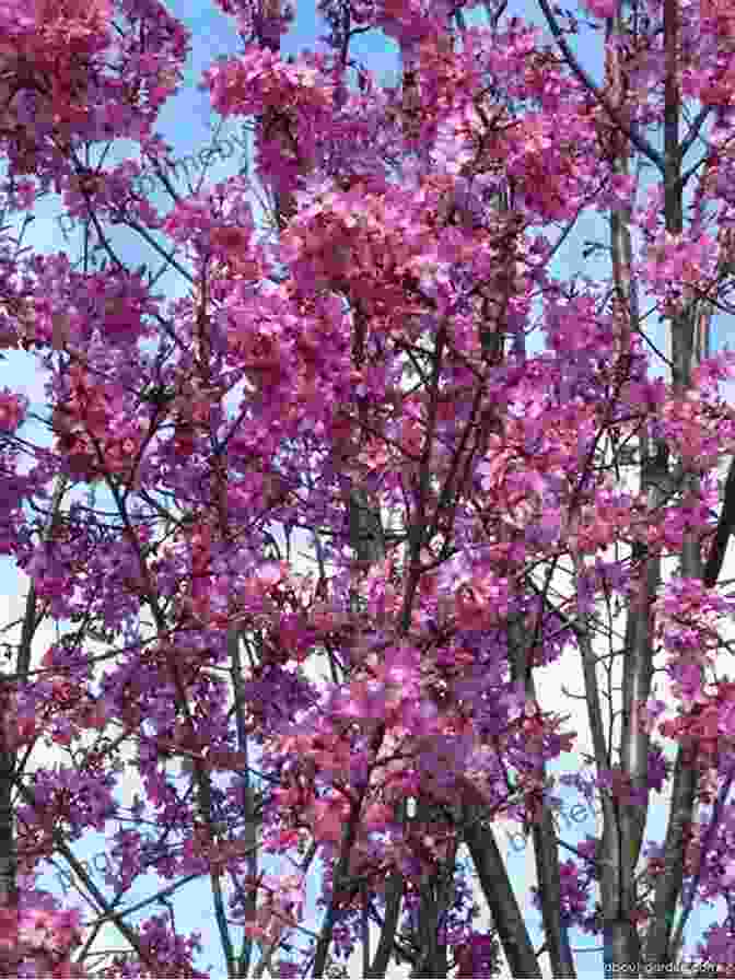 Collingwood Ingram Meeting With Japanese Horticulturists The Sakura Obsession: The Incredible Story Of The Plant Hunter Who Saved Japan S Cherry Blossoms