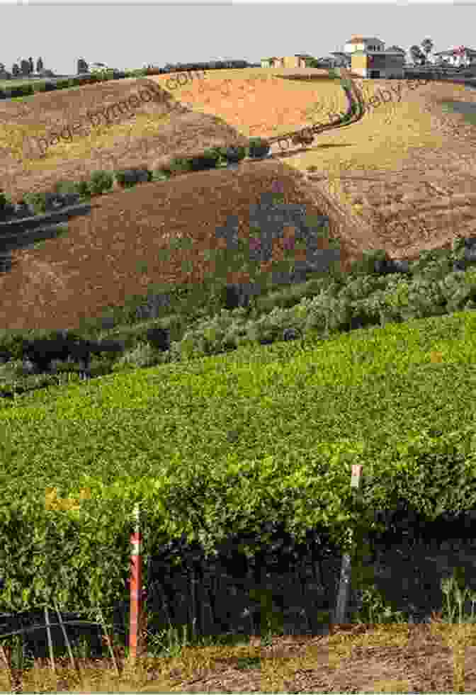 Rolling Hills Of Vineyards And Olive Groves In The Region Of Puglia, Italy Blue Guide Southern Italy: Southern Italy With Naples Pompeii Herculaneum Vesuvius The Amalfi Coast (Sorrento Positano Ravello) Capri Ischia Paestum Capua Caserta Calabria Abruz