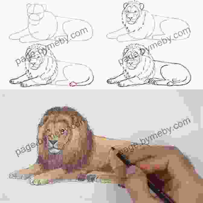 Step By Step Guide To Drawing A Realistic Lion How To Draw Zoo Animals: Step By Step Instructions For 26 Captivating Creatures (Learn To Draw)