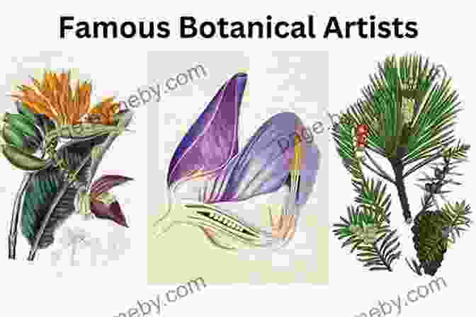 Zoological And Botanical Art Showcasing The Diversity Of Nature Werner S Nomenclature Of Colours: Adapted To Zoology Botany Chemistry Mineralogy Anatomy And The Arts